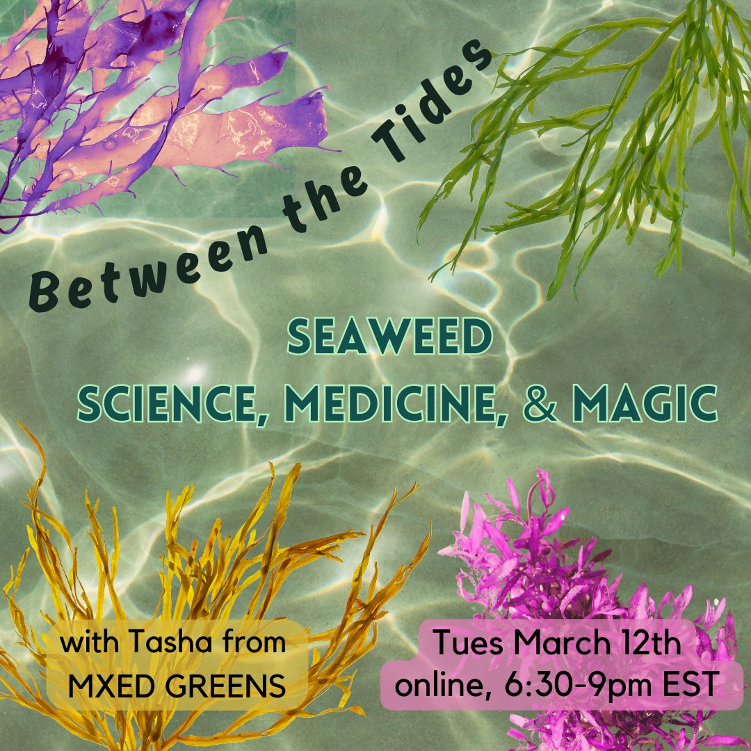 Between the Tides ~ Seaweed Class 2024 – MXED GREENS