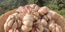 Load image into Gallery viewer, Diaspora Co. Pahadi Pink Garlic
