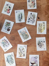 Load image into Gallery viewer, Jewish Plant Magic Postcard Set
