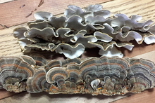 Load image into Gallery viewer, Turkey Tail mushroom tincture
